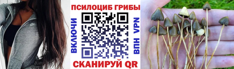 KRAKEN ССЫЛКА  Шарья  Псилоцибиновые грибы Cubensis 